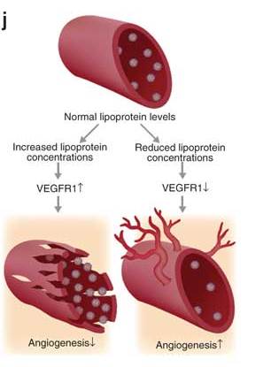 רמות גבוהות של LDL (משמאל) מגדילות את כמות הקולטן המדומה לגורם הגדילה VEGF, וכך פוגעות בצמיחה ובחיוניות של כלי הדם. רמות נמוכות של LDL (מימין) מקטינות את כמות הקולטן המדומה, וכך תורמות לצמיחה של כלי דם
